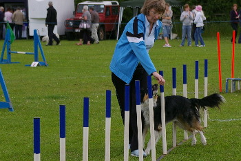 dog agility demo